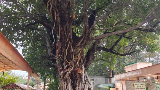 triveni ji mandir mata kali devi ji sangrur